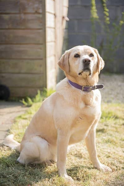 labrador female healthy active vaccinated golden