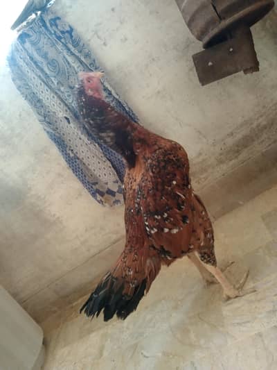 old blood line high quality mianwali puleya madali