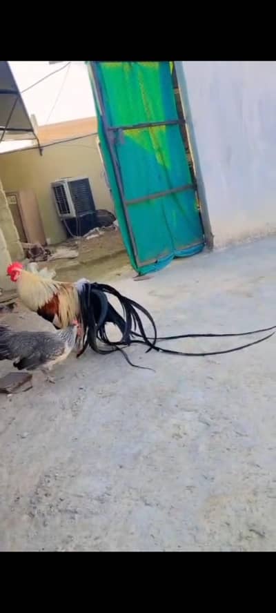 onagadori long tailed male chick available