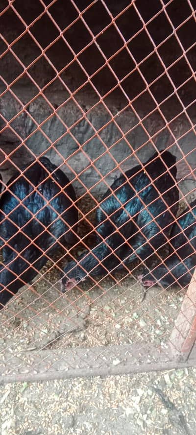 Aseel, Desi, Golden Misri hens