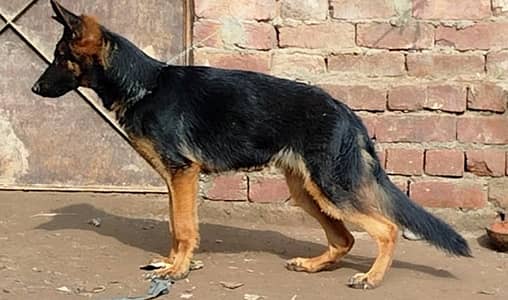 imported quality long coat male pup