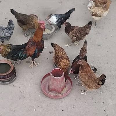 golden misri hens ,  Ghar ki Pali hoi Ando wali murgia