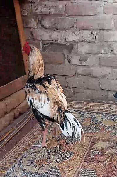 Aseel Pair . Murgha . . Murghi