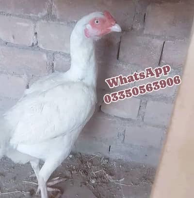 Heera Paper White madi