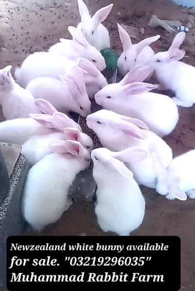 Newzealand white bunny/Holland Loop