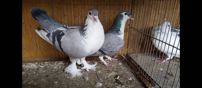 sherazi pigeon