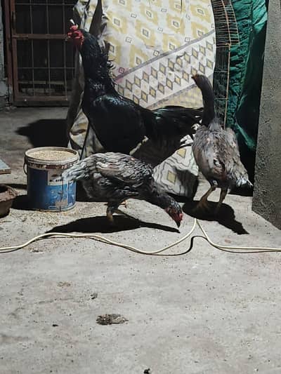 healthy and active ghar