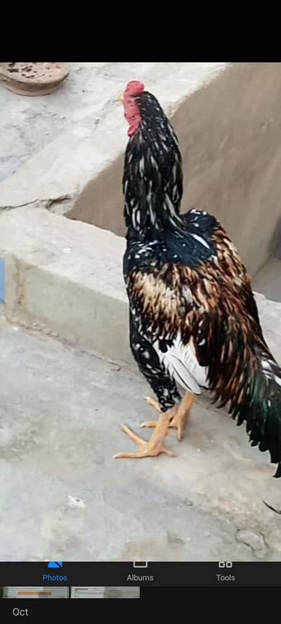 pair hen and rooster for sale