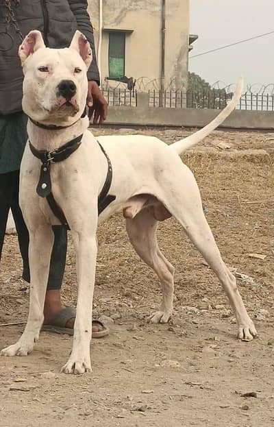 bully gultair male for sale