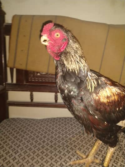 Mianwali paper white Heera & Argentino