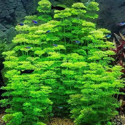 aquarium plants