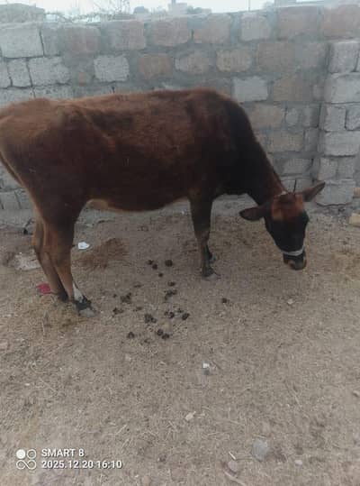 jersey cow for Sale in Fatehjang Attock