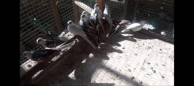 diamond pied Doves,fakhta, red ,white tail ,pairs