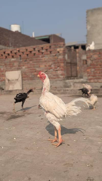 white aseel heera kandhari