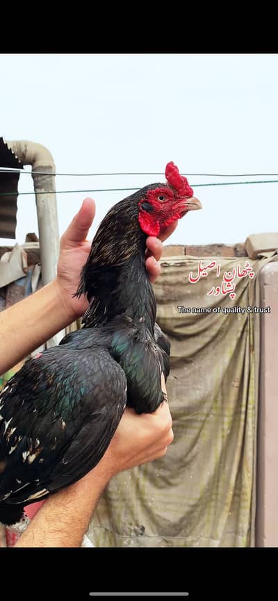 High quality kili taj sawa