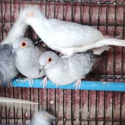 Dove for sell 4 pice