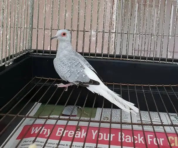 Dove for sell 4 pice — photo 2