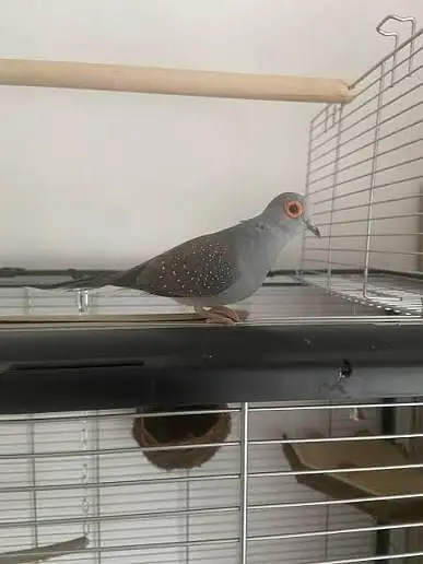 Dove for sell 4 pice — photo 3