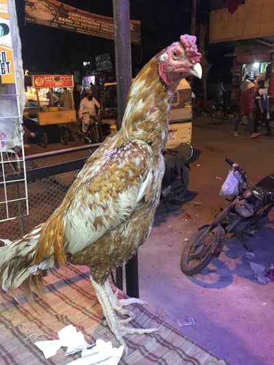 Aseel cock 03332394091