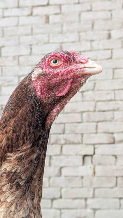 ASSEL LASANI HIGH QUALITY AGE 2 YEARS