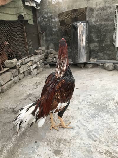 Aseel murgha O33Z 33 I6I 33 whattsapp or phone