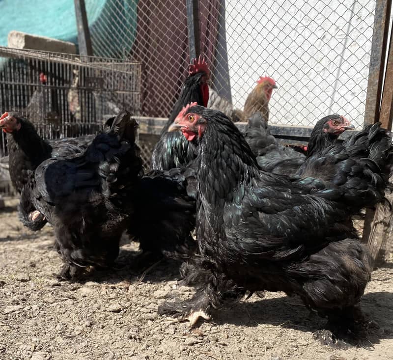 Heavy Buff chicks 10