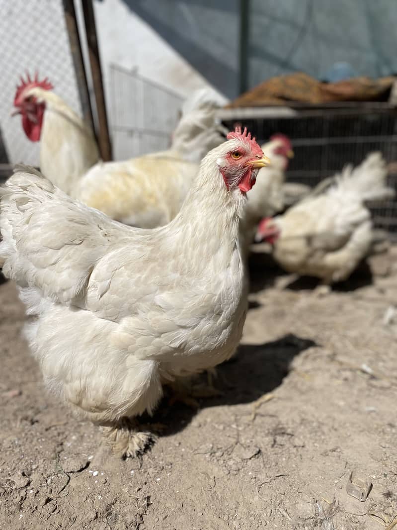 Heavy Buff chicks 12