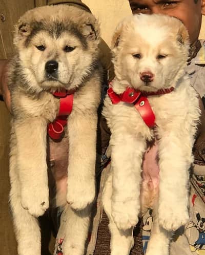 alabai dog pair 2 month for sale