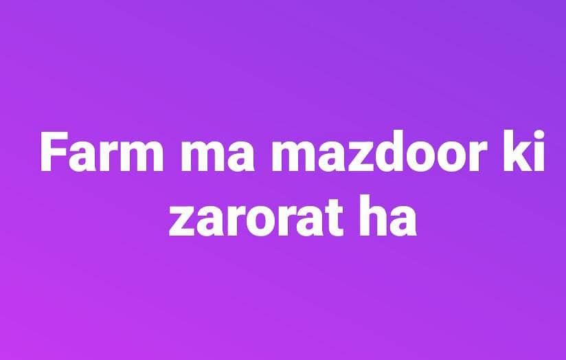 مجھے اپنے ڈیرہ فارم کے لئے ایک مزدور کی ضرورت ہے ۔ 0