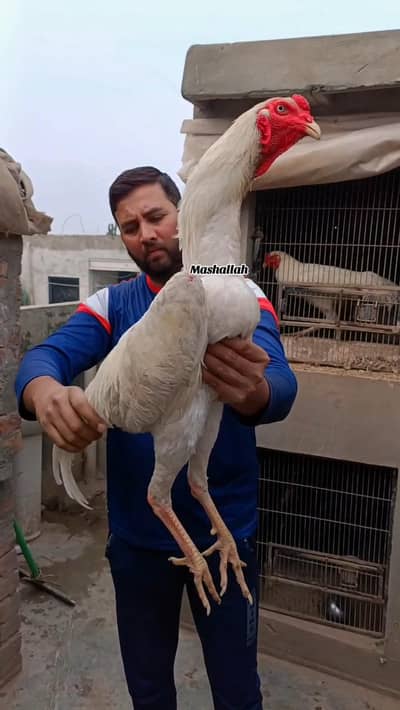 White German O Shamo