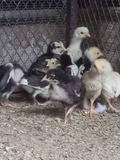aseel chicks