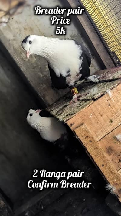 shock for sale All Breaders