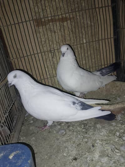 Kalduma breeding pair