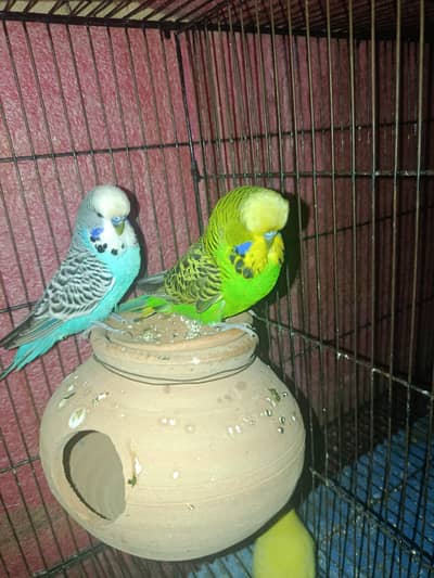 Birds/budgies/Exhibition