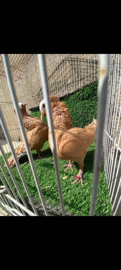 Pure German Mukhi healthy and active