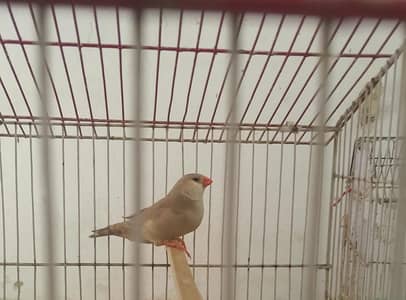 orange female Dutch line