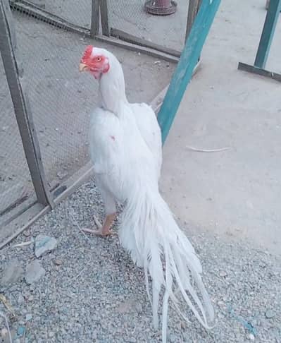 parrot beak patta for sale