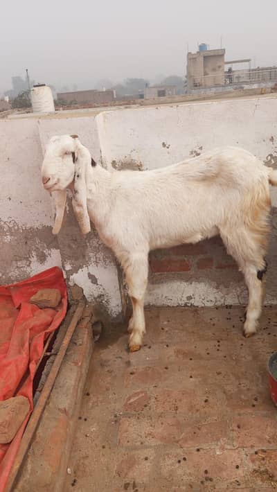 abluk rajanpuri Bakri for sale