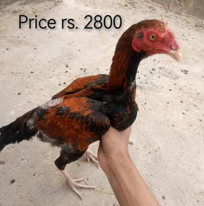 Aseel rooster # aseel murga # sindhi pattha # aseel birds #aseel chick