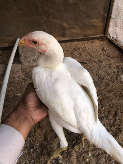 Paper white Heera pair yellow nuk naali