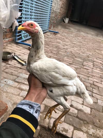 White maadi with black feathers and yellow black nuk naalii