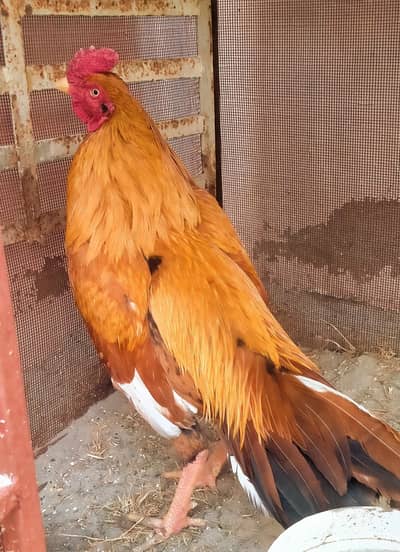 aseel mianwali breed