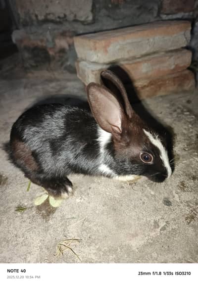 black and white rebbit