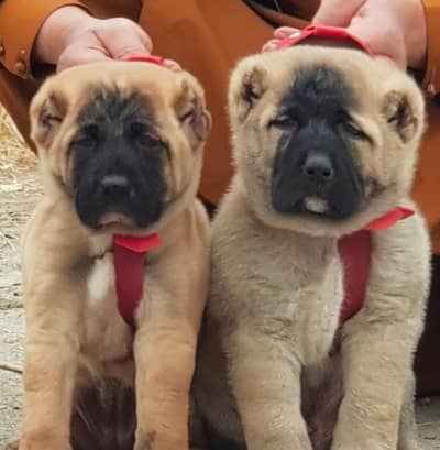 King kurdish kangal dog pair / Security for sale