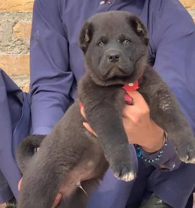 Alabai Pair / Alabai Dog /king Alabai Pair security dog for sale