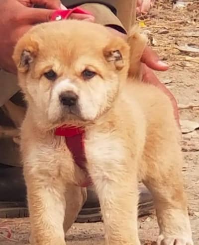kurdish kangal male dog for sale