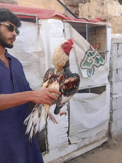 best and supreme quality bird