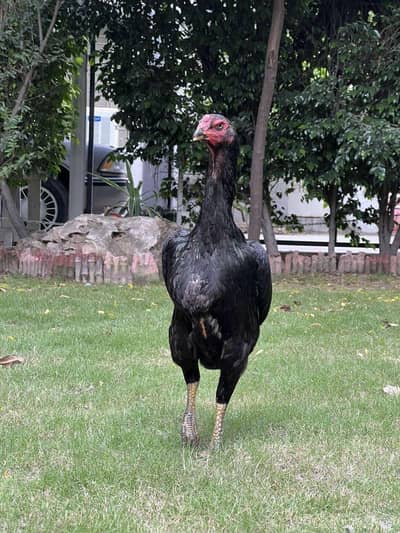 2 Shamo breeder Females