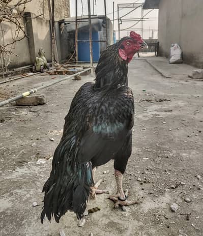 Nawab Blood line Lassani Aseel