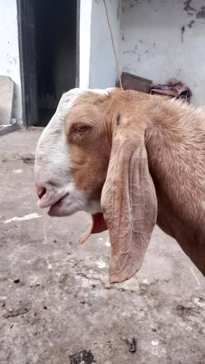 Breaker Bakra 4 dant